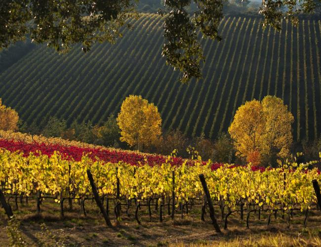 Tuscan vineyard in autumn