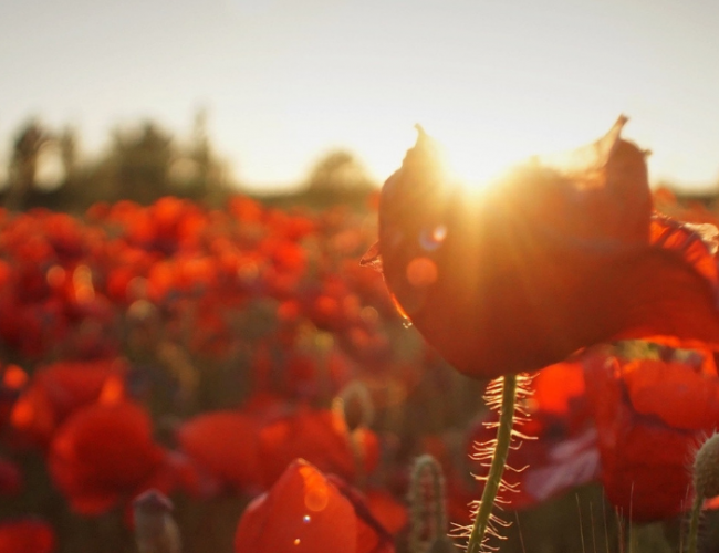poppy_field_at_dawn