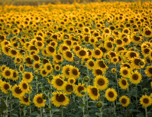 Sunflower Field Arles