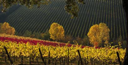 Tuscan vineyard in autumn