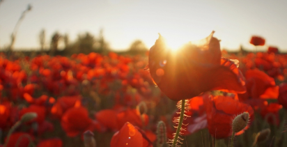 poppy_field_at_dawn