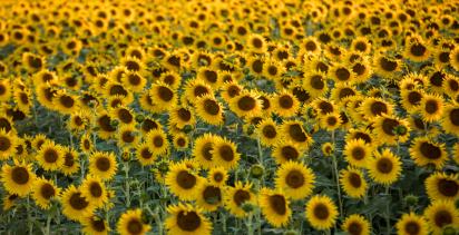 Sunflower Field Arles