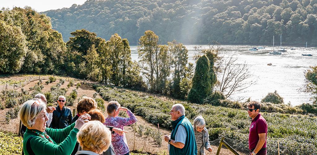 Tregothnan_Tea_Plantation