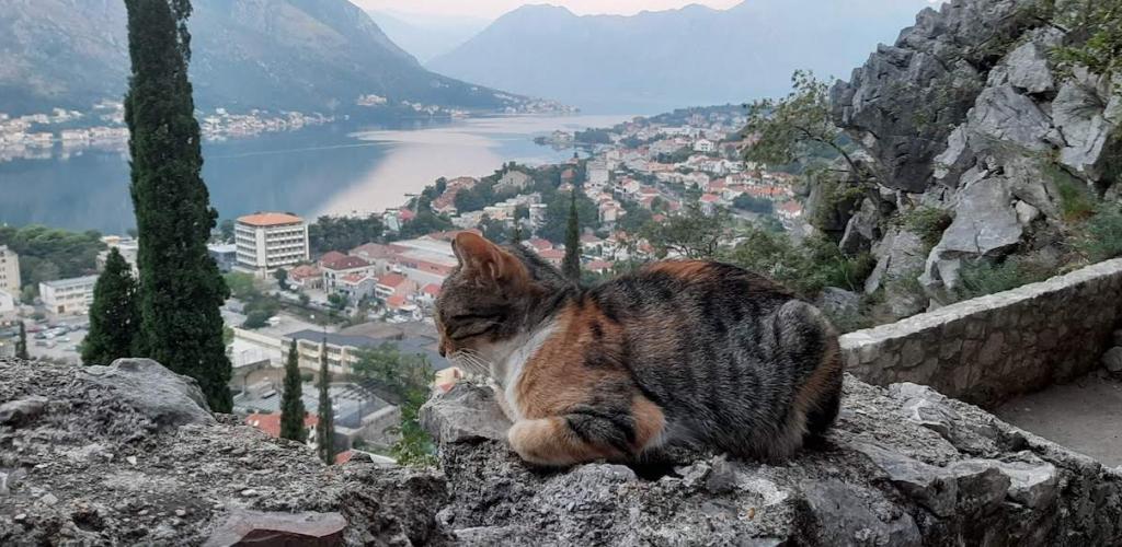 a sleeping calico cat on a stone wall overlooking the Bay of Kotor, Montenegro