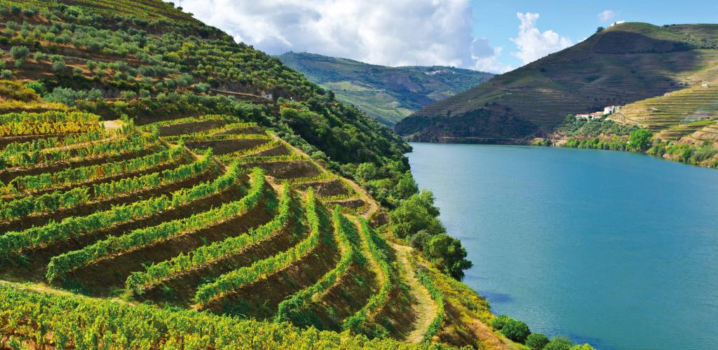 vineyard covered hills leading to large river