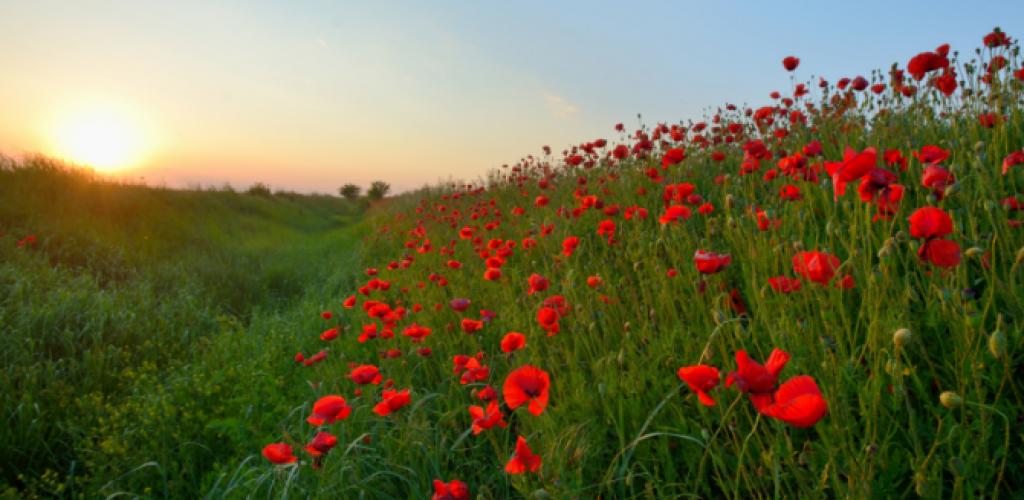 poppies_over_trenches