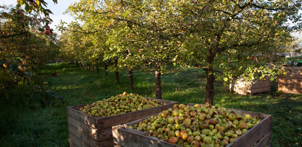 Apple orchard