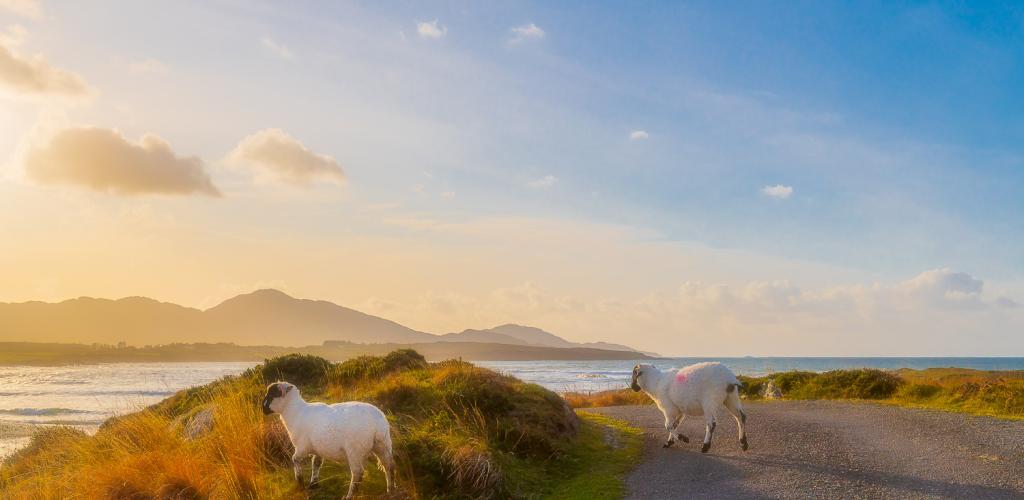 Two sheep on coastal path in Cork