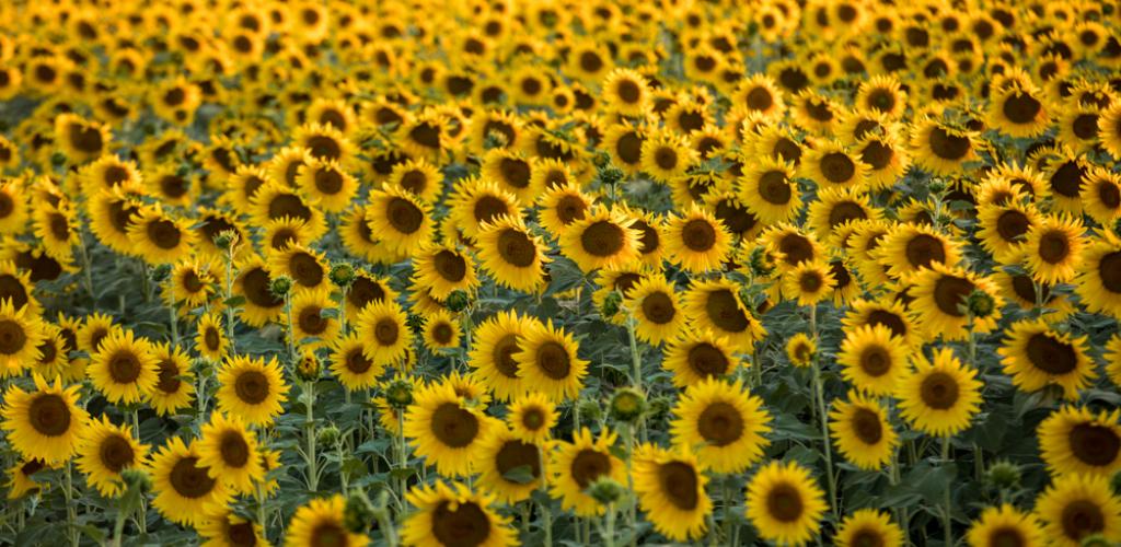 sunflowers arles france