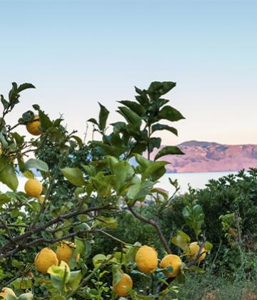Lemon tree growing in Italy.